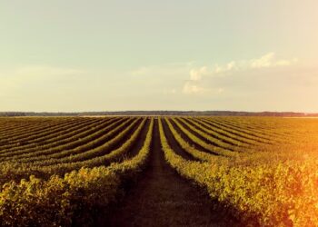 Soja em leve queda no Paraná