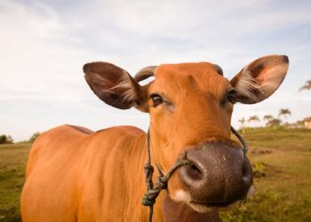 Boi gordo em alta, a R$ 306,40