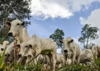 Brasil se torna líder na exportação de bovinos vivos pelo mar; atividade gera críticas por sofrimento animal e riscos socioambientais