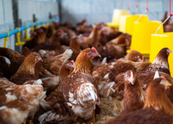 Gripe aviária: Goiás confirma novo foco em aves domésticas