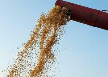Soja começa semana com alta no preço da saca de 60 quilos, no interior do Paraná