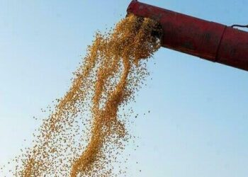 Soja sobe 0,13% no Paraná