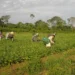 Agricultura familiar responde por 23% da produção agropecuária e 67% dos empregos no campo