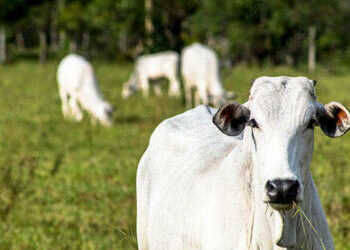 Boi, frango e suíno vivo apresentam queda nesta terça-feira (22)