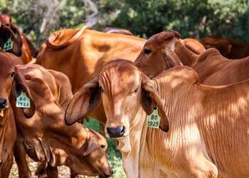 Boi gordo recua em São Paulo e carcaça suína tem alta no atacado