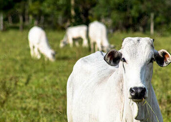Boi gordo: semana começa com estabilidade no preço da arroba