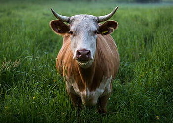 Boi gordo: semana começa com queda no preço da arroba