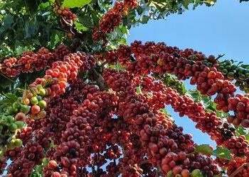 Café arábica sobe, enquanto café robusta, milho e açúcar cristal caem no mercado paulista