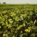 Empresa agrícola brasileira mira marca histórica de 1 milhão de hectares plantados Empresa agrícola brasileira mira marca histórica de 1 milhão de hectares plantados