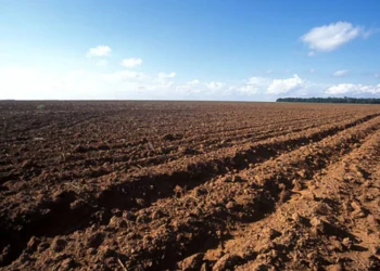 Goiás inicia vazio sanitário da soja nesta sexta-feira; medida já vale em outros estados