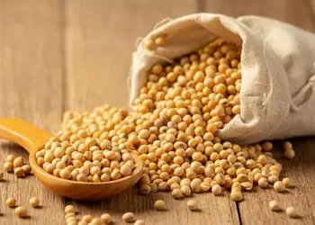 Preço da soja volta a subir no litoral do Paraná, nesta quinta-feira (26)