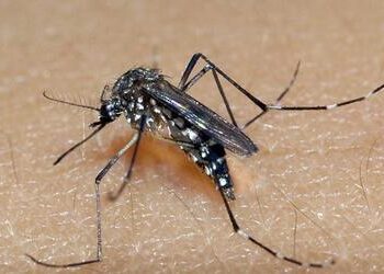 RIO GRANDE DO SUL: estado registra 81 mil casos prováveis e 21 óbitos por dengue em 2025