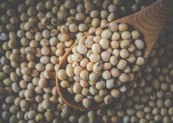 Soja apresenta queda no litoral do Paraná