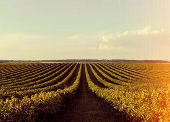 Soja e trigo têm queda no Paraná e no Rio Grande do Sul nesta quarta-feira (9)