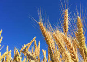 Soja tem alta de o,25% em Paranaguá