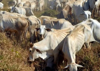 Banco da Amazônia apresenta o Pecuária Verde na Agropec 2025, no Pará