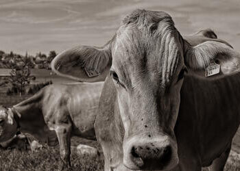Boi gordo registra alta no preço da arroba