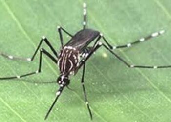 Brasil registra queda histórica nos casos de dengue em 2025, mas mantém estado de alerta