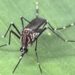 Brasil registra queda histórica nos casos de dengue em 2025, mas mantém estado de alerta