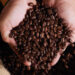 Café arábica tem alta no preço nesta sexta-feira (1º) Café arábica tem alta no preço nesta sexta-feira (1º)
