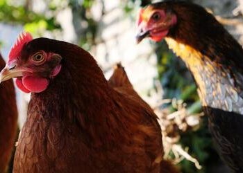 Gripe aviária: países retiram restrições de exportação à carne de aves brasileira