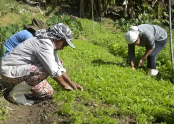 Microcrédito AgroAmigo: programa destina R$ 1 bi para produtores rurais do Norte e Centro-Oeste