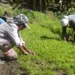 Microcrédito AgroAmigo: programa destina R$ 1 bi para produtores rurais do Norte e Centro-Oeste