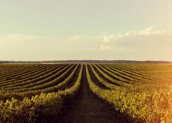 Soja e trigo apresentam alta no Paraná