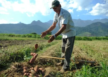 Bolsa Família: trabalhador contratado por safra poderá manter benefício social