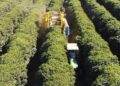Escassez de mão de obra acelera mecanização da colheita de café