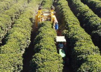 Escassez de mão de obra acelera mecanização da colheita de café