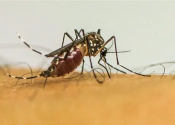 Infecções por Aedes aegypti aumentam risco de complicações no parto