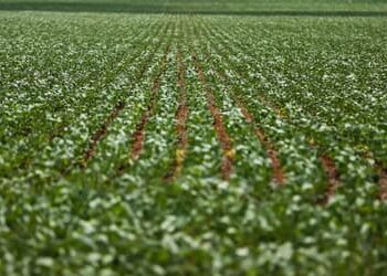 Agronegócios: Nordeste e Centro-Oeste dominam ranking dos municípios mais desenvolvidos na agropecuária