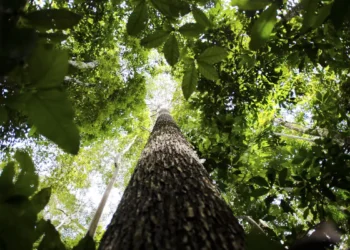 Banco da Amazônia amplia crédito verde e reforça apoio a pequenos empreendedores