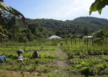 Mais de 1,4 mil municípios estão aptos às linhas de crédito para liquidar ou amortizar dívidas rurais; veja lista