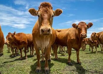 Preço do boi gordo, frango e suíno hoje: confira cotações para segunda-feira (27)