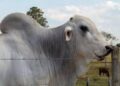 Preço do boi gordo hoje: confira as cotações para quarta-feira (8)