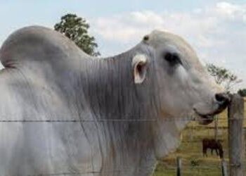 Preço do boi gordo hoje: confira as cotações para quarta-feira (8)