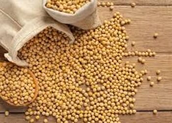 Soja e trigo: confira as cotações para esta quarta-feira (15)