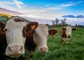 Preço do boi gordo hoje: confira as cotações para segunda-feira (24)