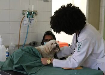 Governo reforça controle de segurança de medicamentos veterinários