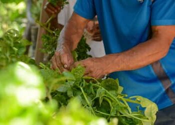 Plataforma gratuita facilita habilitação de produtores rurais para exportação