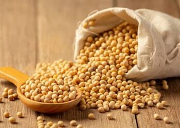 Soja e trigo hoje: confira as cotações para terça-feira (30)