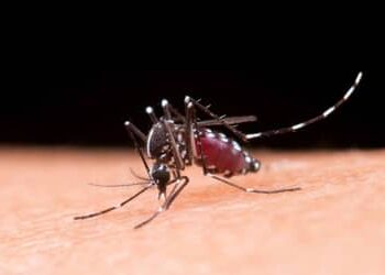 Brasil registra 1,66 milhão de casos prováveis de dengue em 2025