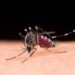 Brasil registra 1,66 milhão de casos prováveis de dengue em 2025