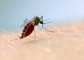 Preços de repelentes têm variação de até 110% entre sites de comércio online, segundo Procon-SP