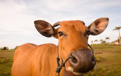 Boi gordo hoje: confira as cotações para quarta-feira (11) Boi gordo hoje: confira as cotações para quarta-feira (11)