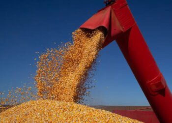 Chuvas intensas em Minas Gerais e Goiás atrasam plantio do milho e ameaçam colheita do feijão