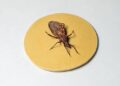 DOENÇA DE CHAGAS: cerca de 90% dos pacientes que recebem marcapasso no Hospital de Base de Brasília (DF) têm a doença