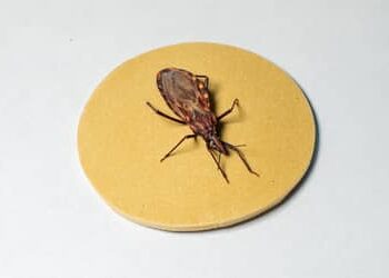 DOENÇA DE CHAGAS: cerca de 90% dos pacientes que recebem marcapasso no Hospital de Base de Brasília (DF) têm a doença